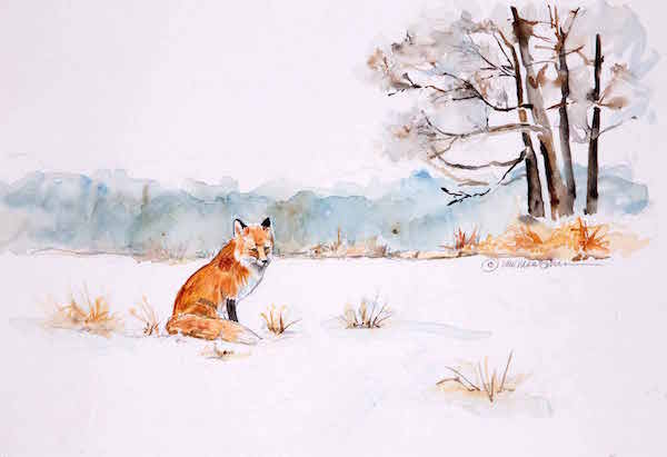 Small fox, big field